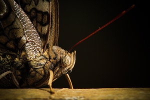 Salon.Photo Bronze Medal